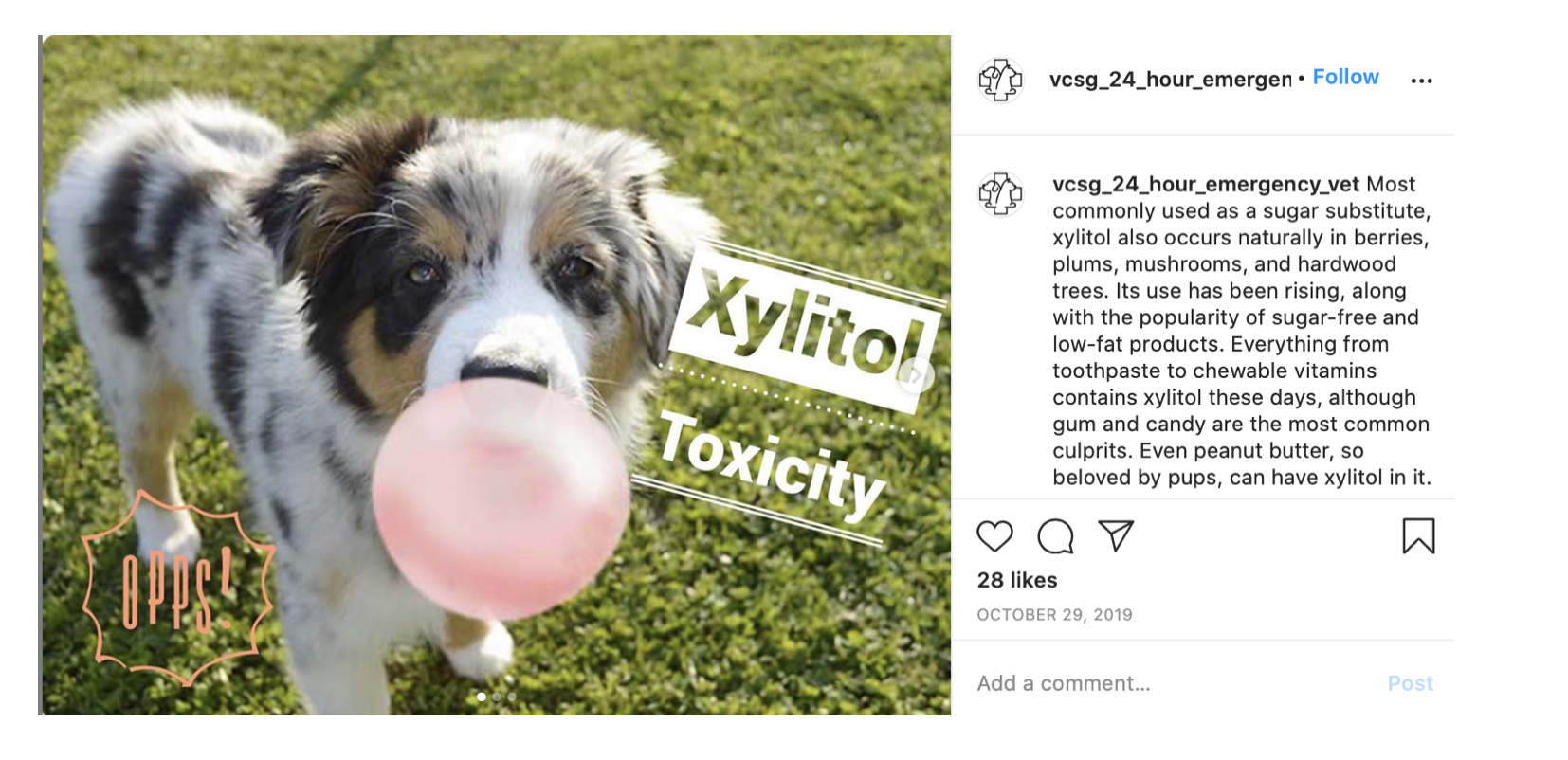 veterinary-instagram-social-media-marketing-services