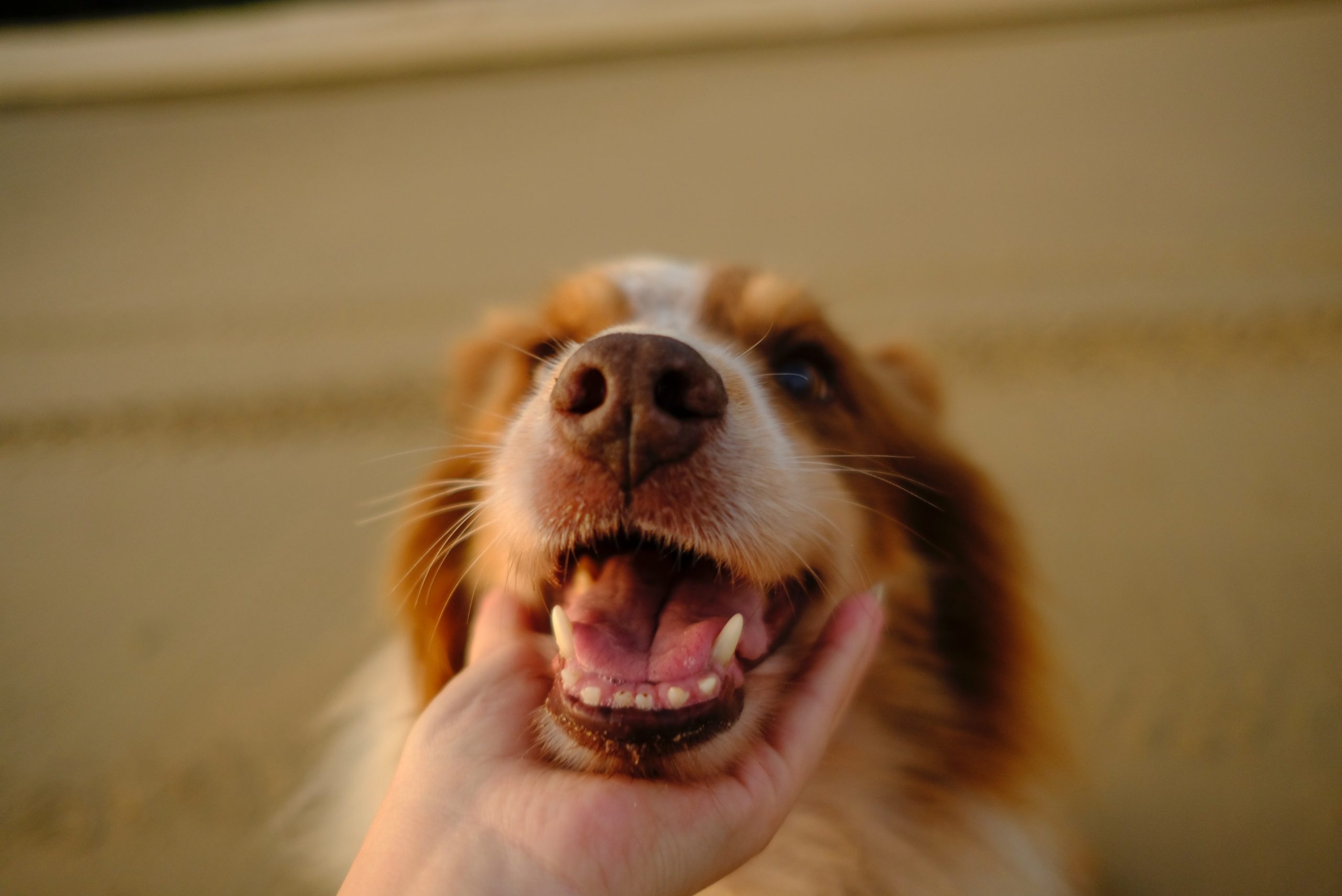 Beige dog showing his teeth and human holding his head up