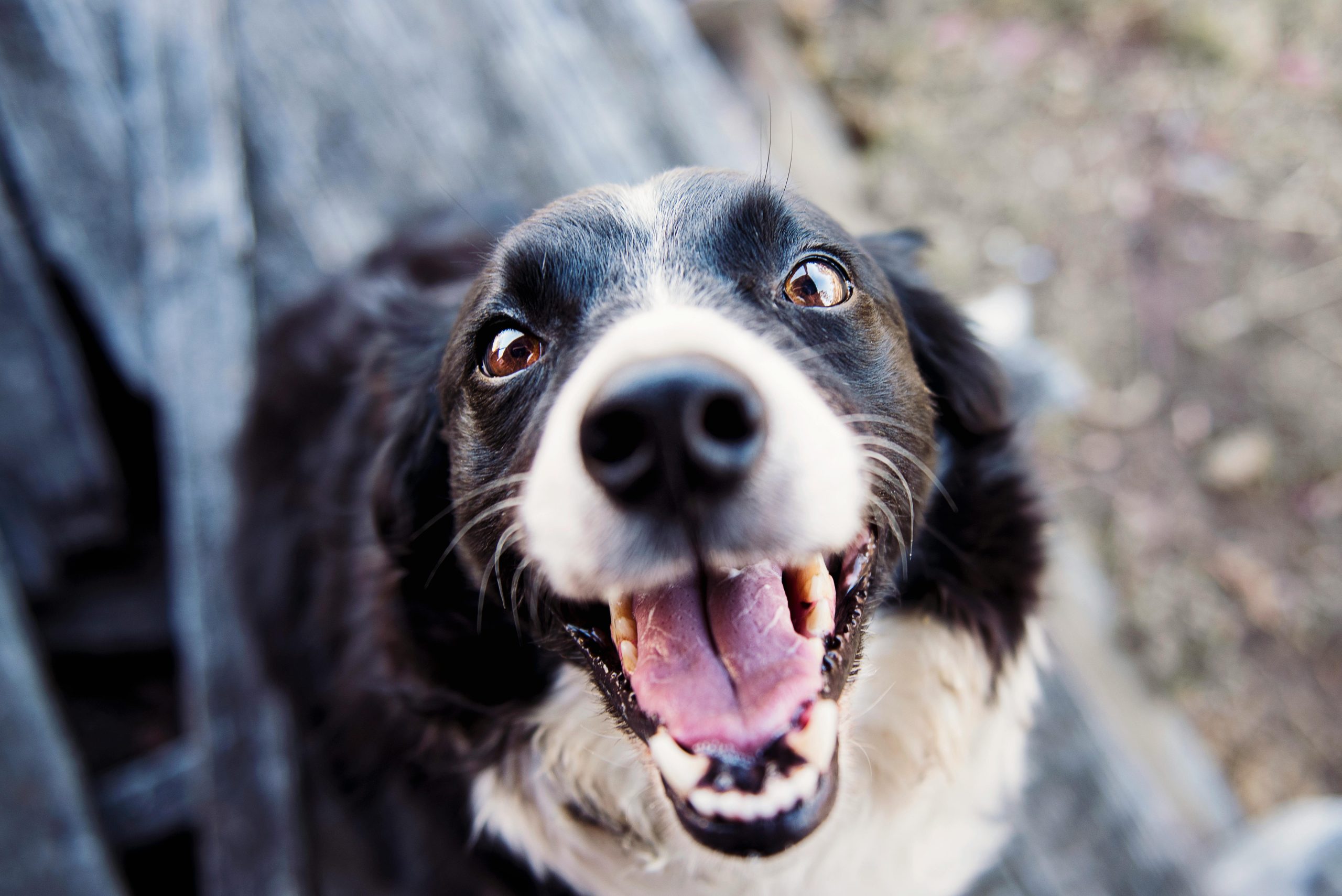 smiling dog